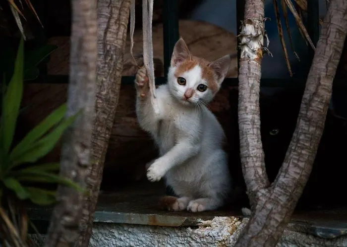 Villa Kouvelia Country Luxury *